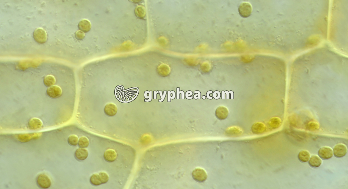 Cellules d'Elodée placées 24h à l'obscurité + test à l'eau iodée x200 - gryphea.com